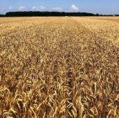 Hard Red Winter Wheat Cover Crop Seeds CP2-100_Base